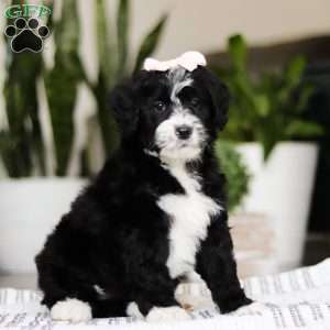 Darla, Bernedoodle Puppy