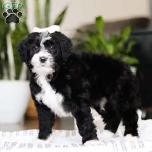 Darla, Bernedoodle Puppy