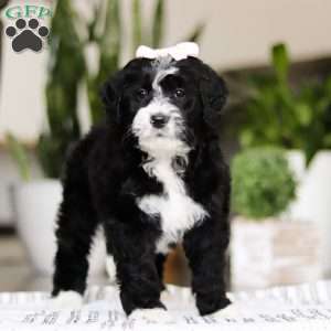 Darla, Bernedoodle Puppy