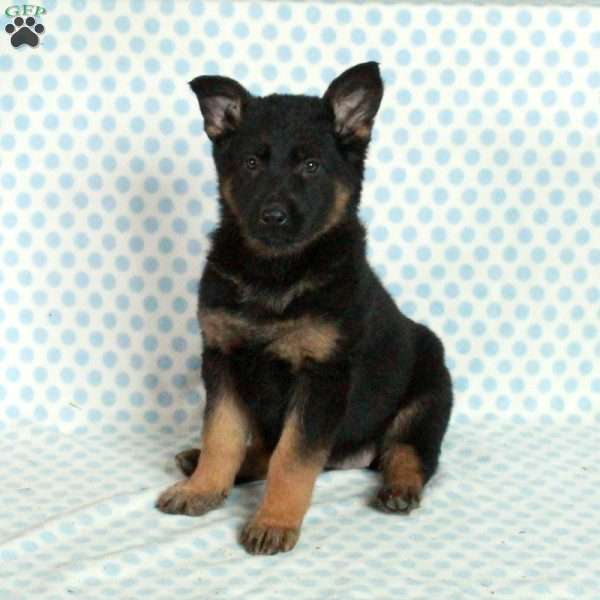 Darla, German Shepherd Puppy