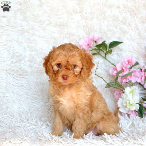 Darla, Cavapoo Puppy