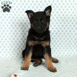 Darla, German Shepherd Puppy