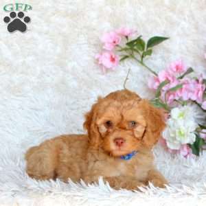 Darla, Cavapoo Puppy