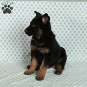 Darla, German Shepherd Puppy