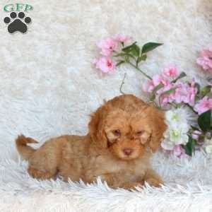 Darla, Cavapoo Puppy