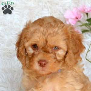 Darla, Cavapoo Puppy