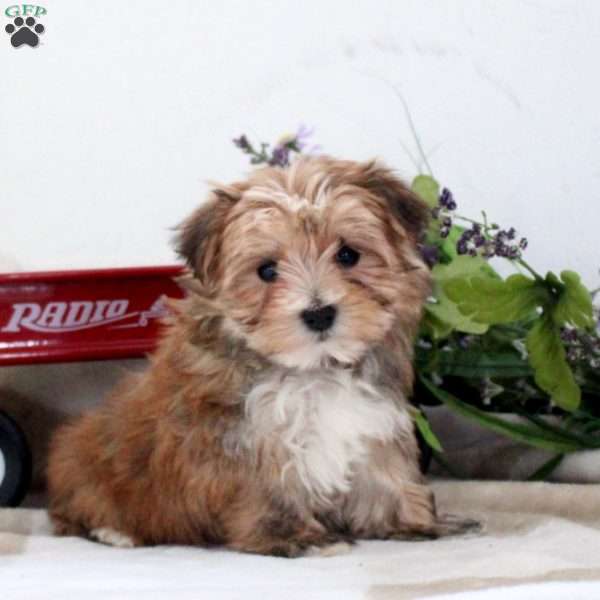 Darla, Morkie / Yorktese Puppy