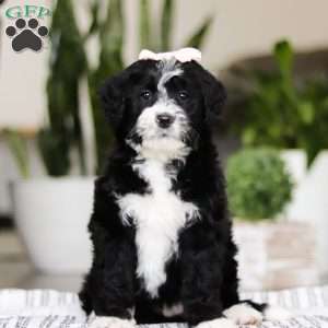 Darla, Bernedoodle Puppy