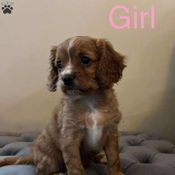 Darla, Cavapoo Puppy