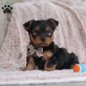 Darrin, Yorkie-Chon Puppy