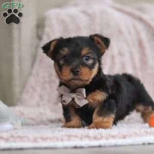 Darrin, Yorkie-Chon Puppy