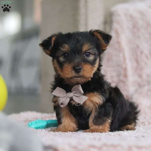 Darrin, Yorkie-Chon Puppy