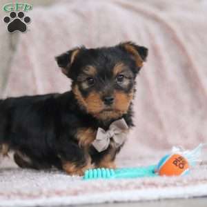 Darrin, Yorkie-Chon Puppy