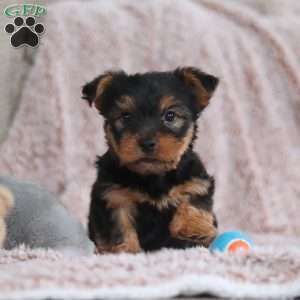 Darrin, Yorkie-Chon Puppy