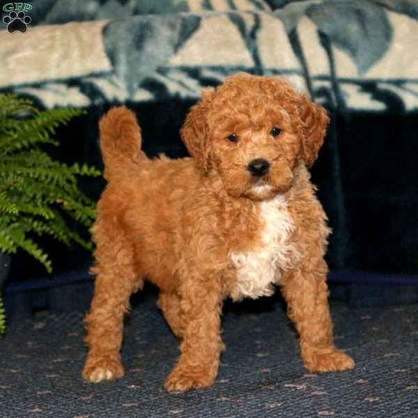 Daryl, Goldendoodle Puppy