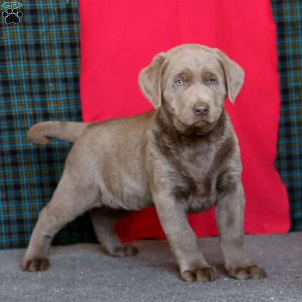 Daryl, Silver Labrador Retriever Puppy