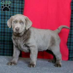 Daryl, Silver Labrador Retriever Puppy