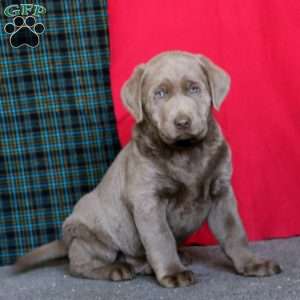 Daryl, Silver Labrador Retriever Puppy