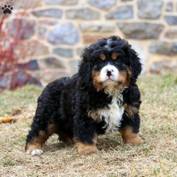 Dasher, Miniature Bernese Mountain Dog Puppy