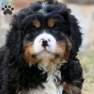 Dasher, Miniature Bernese Mountain Dog Puppy