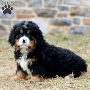 Dasher, Miniature Bernese Mountain Dog Puppy