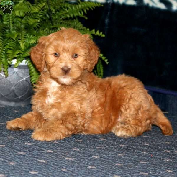 Davey, Goldendoodle Puppy