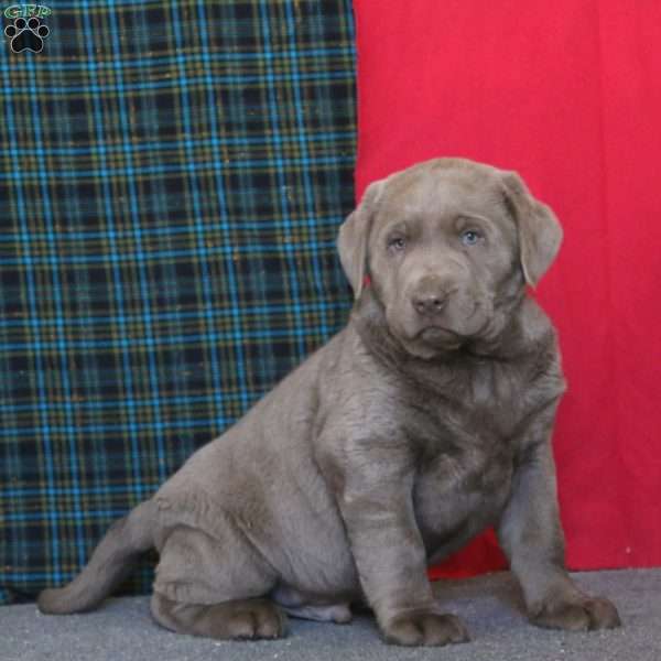 Davey, Silver Labrador Retriever Puppy