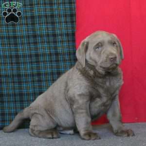 Davey, Silver Labrador Retriever Puppy