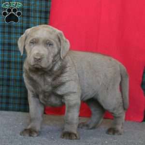 Davey, Silver Labrador Retriever Puppy