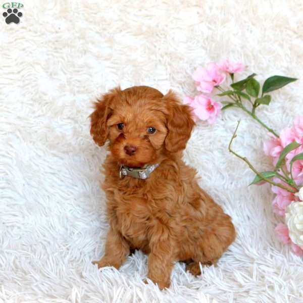 Dawn, Cavapoo Puppy