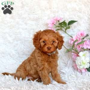 Dawn, Cavapoo Puppy