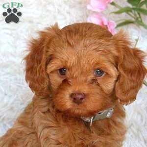 Dawn, Cavapoo Puppy