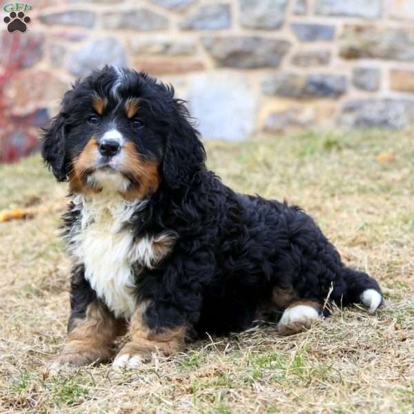 Dawson, Miniature Bernese Mountain Dog Puppy