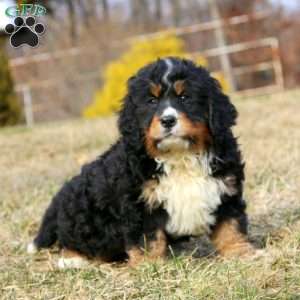 Dawson, Miniature Bernese Mountain Dog Puppy