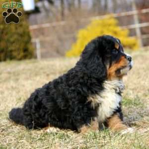 Dawson, Miniature Bernese Mountain Dog Puppy