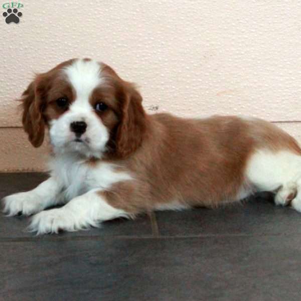 Dax, Cavalier King Charles Spaniel Puppy