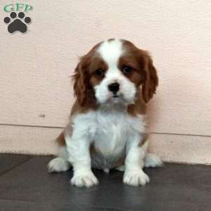 Dax, Cavalier King Charles Spaniel Puppy