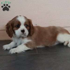 Dax, Cavalier King Charles Spaniel Puppy