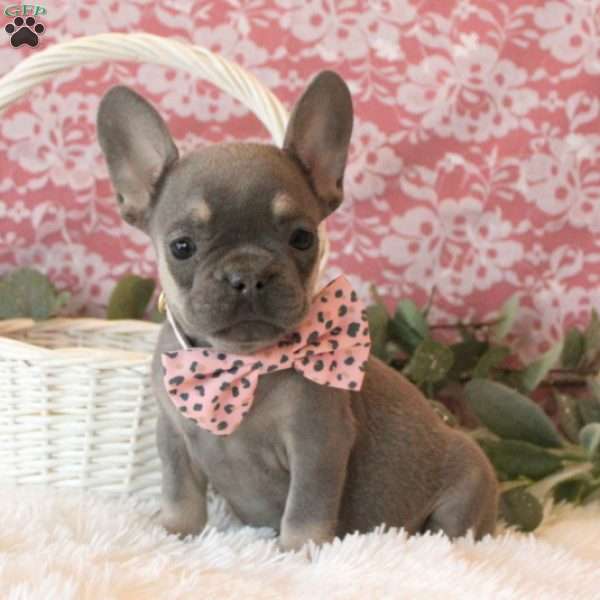 Dazzling Sparkle, French Bulldog Puppy