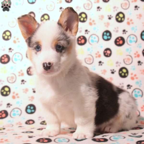 Dean, Pembroke Welsh Corgi Puppy