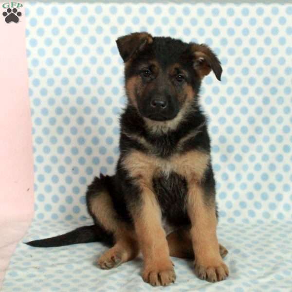 Dean, German Shepherd Puppy