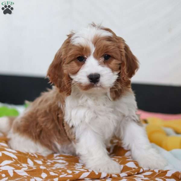 Debbie, Cavapoo Puppy