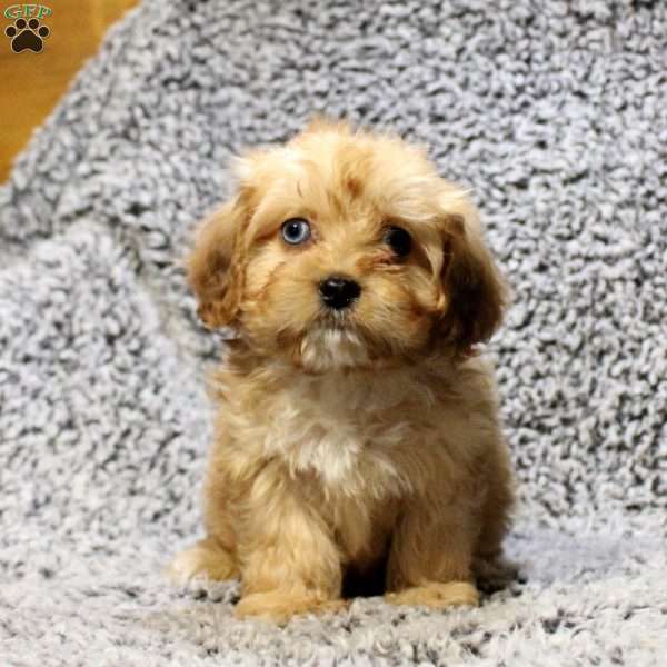 Delaney, Cavapoo Puppy