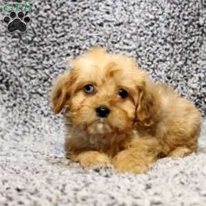 Delaney, Cavapoo Puppy