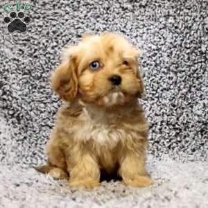 Delaney, Cavapoo Puppy