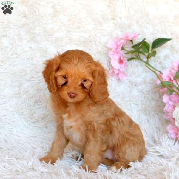 Delilah, Cavapoo Puppy