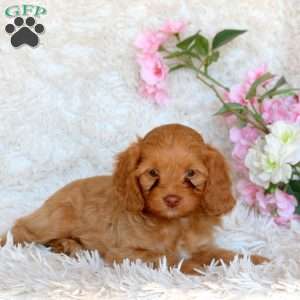 Delilah, Cavapoo Puppy