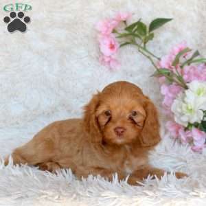 Delilah, Cavapoo Puppy