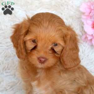 Delilah, Cavapoo Puppy