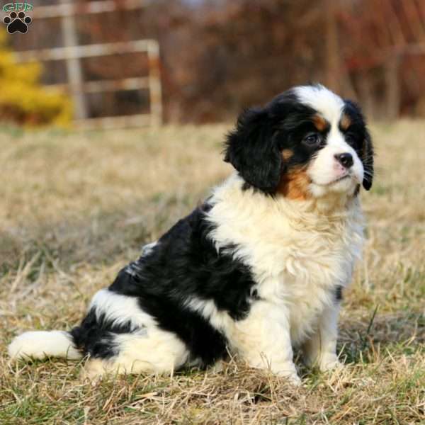 Delilah, Miniature Bernese Mountain Dog Puppy